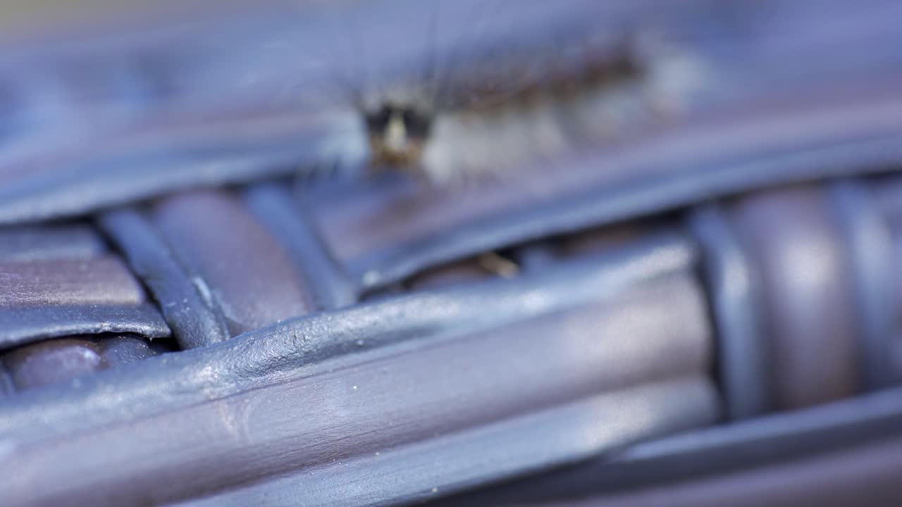 foto macro de una oruga de polilla gitana arrastrándose al aire libre durante el verano