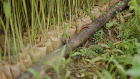 seedlings in nursery with bamboo support
