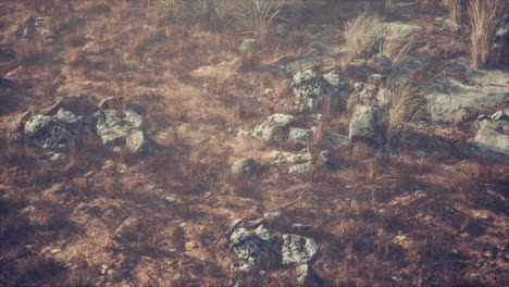 dry grass and rocks landscape