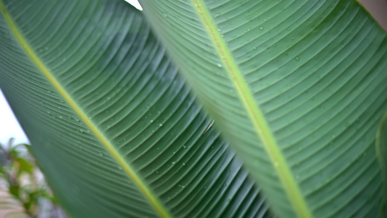 Close up of a green tropical leaf with visible veins and water droplets