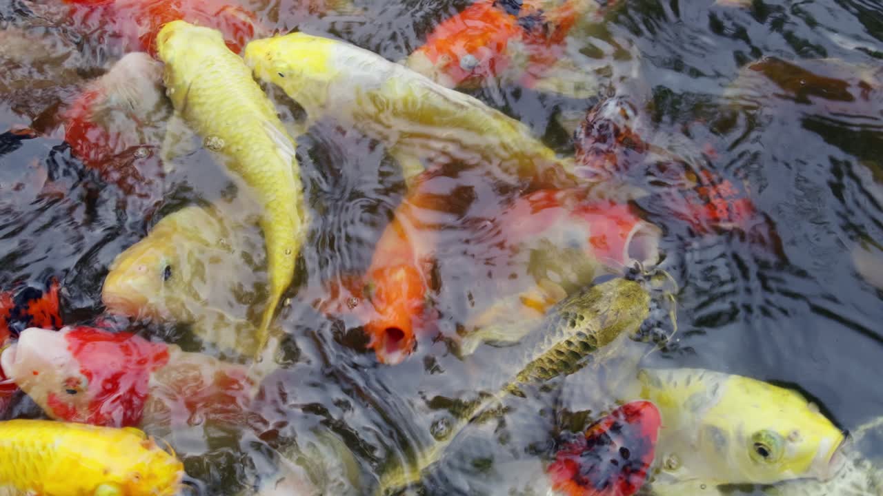 A vibrant scene of koi fish eagerly gathering in a peaceful pond setting.
