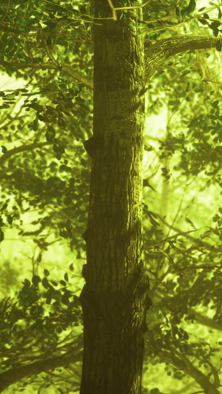 Albero in una foresta verde con la luce del sole che filtra attraverso le foglie.