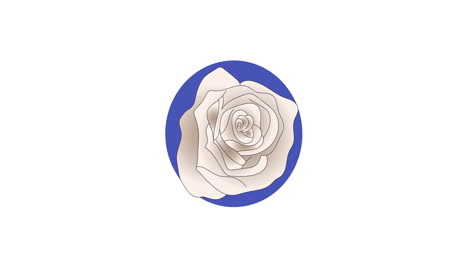 animación de rosas blancas y formas redondas azules sobre fondo blanco
