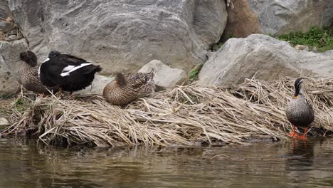 female mallards with a black hybrid rested near rocky riverbank of yangjaecheon stream in seoul, south korea