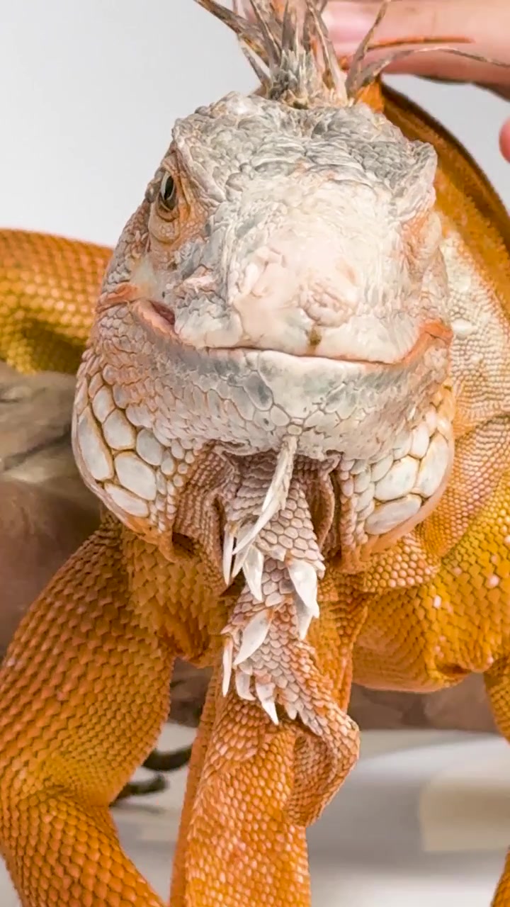 Primo piano di un'iguana arancione su un ramo mentre una mano la tocca delicatamente.