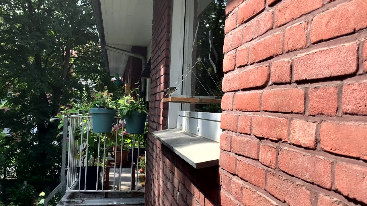 조류 피더에서 음식을 먹는 4k 추기경