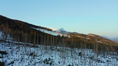 Aerial-at-barren-pine-forest-on-slope-of-wild-Tatra-Mountains,-winter