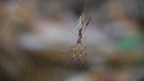 African-tropical-spider-waiting-in-web-in-the-Seychelles-red-legged-golden-orb-weaver-arachnid