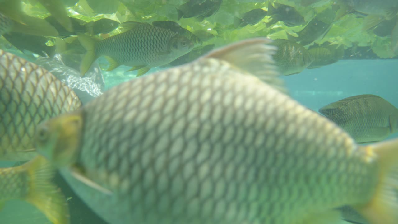 Group of small fish surrounding big fish inside huge aquarium.