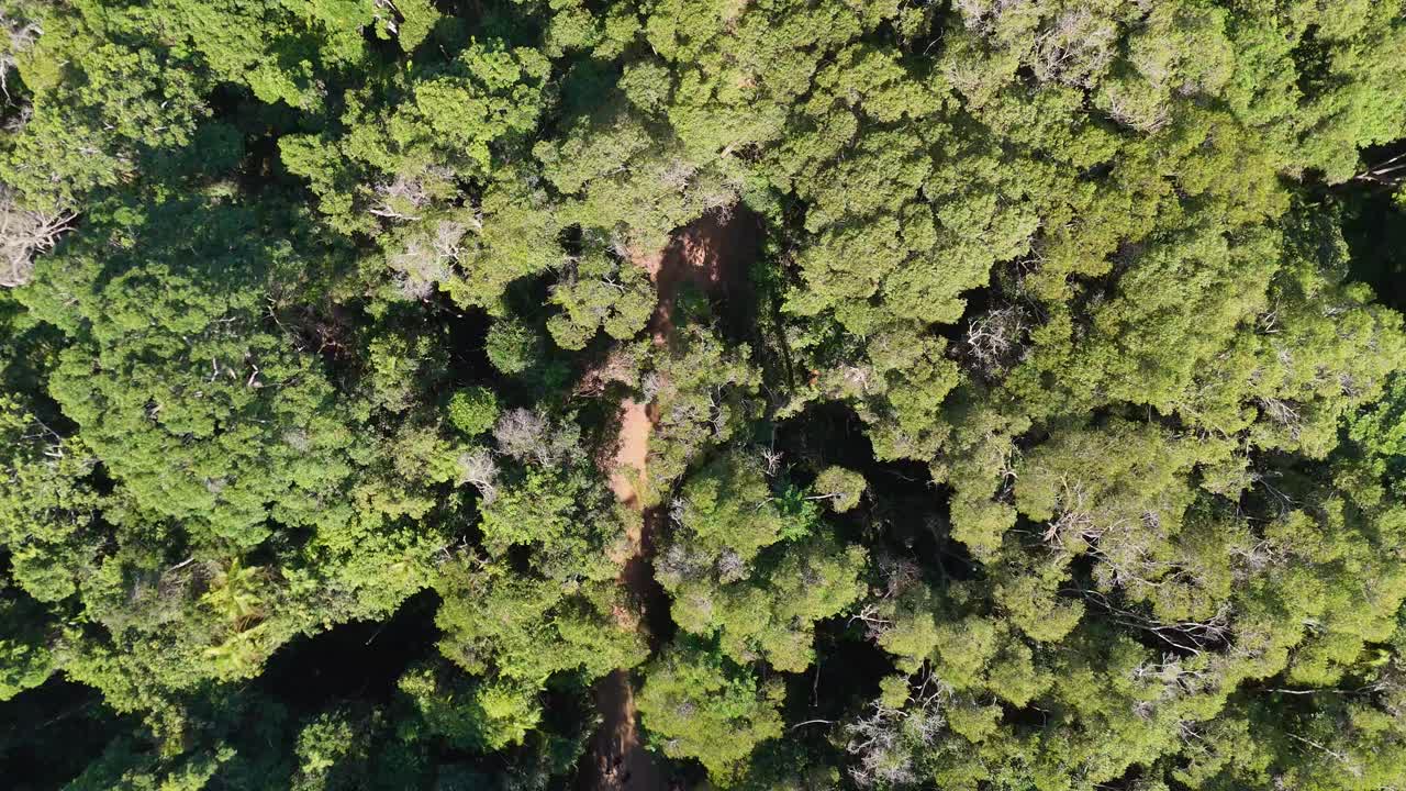 Aerial view of dense rainforest canopy with a descending drone perspective, revealing vibrant green foliage and a narrow path
