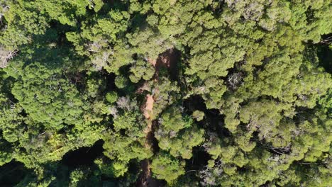 aerial view of dense rainforest canopy with a descending drone perspective, revealing vibrant green foliage and a narrow path