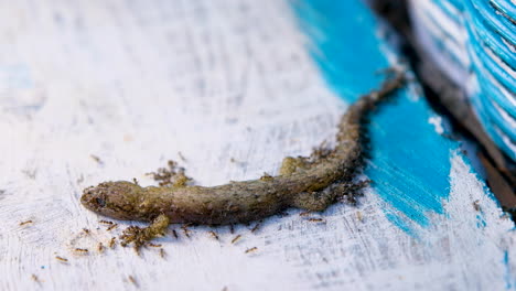 vista de perfil de gecko muerto rodeado de hormigas oportunistas carroñeras