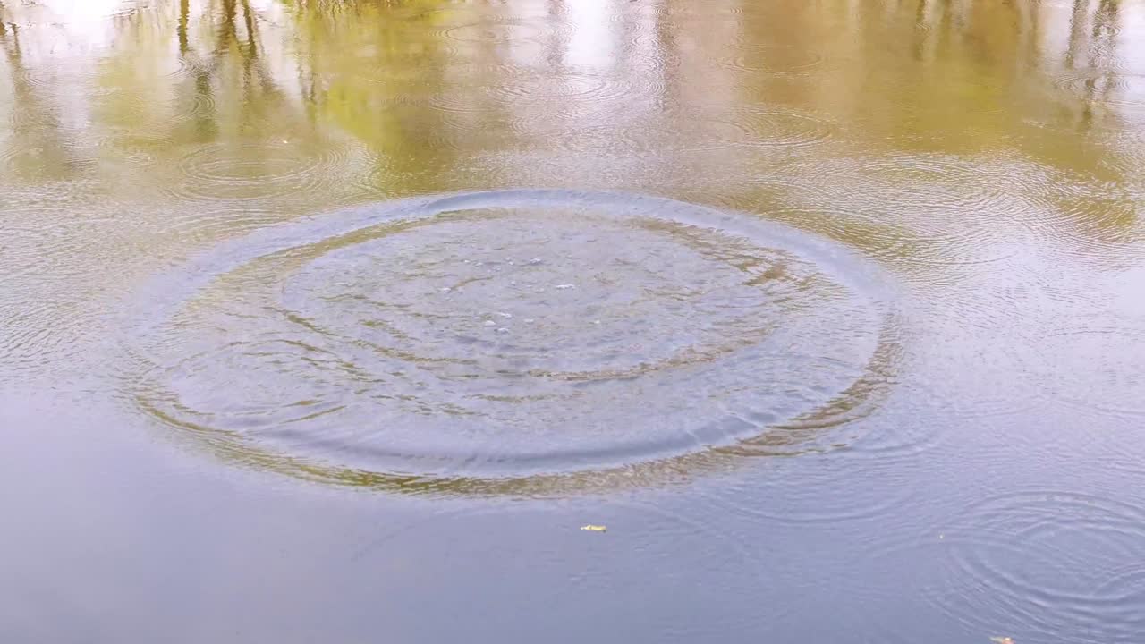 나무 반사와 함께 물 표면 배경: 바위가 물에 떨어지고, 스플래시와 스크리트, 물 위의 돌의 원, 물 표면의 파동, 4k 영화, 느린 모션.