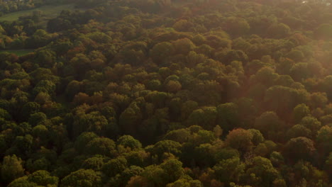 disparo aéreo sobre bosques densos iluminados en un parque inglés