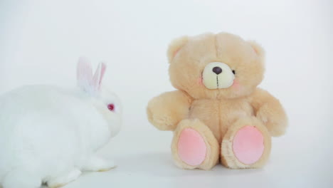 White-rabbit-sniffing-teddy-bear