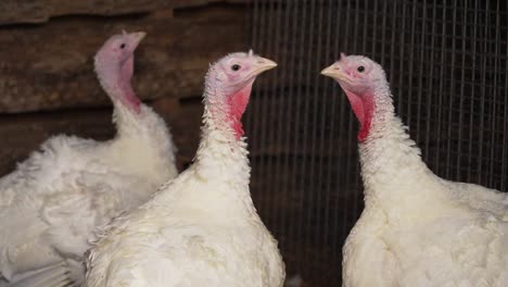 three white turkeys in the barn looking at camera