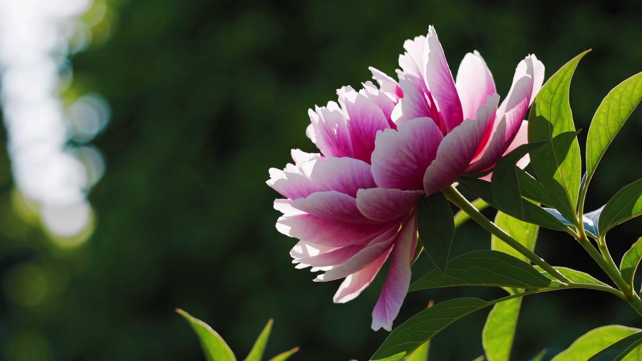 Fiore di peonia rosa delicato che si muove dolcemente nella brezza