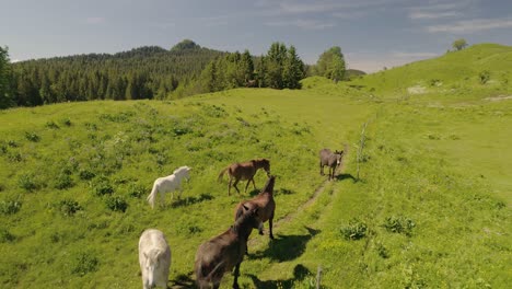 Drohnenverfolgung-Von-Wildpferden-Im-Berg-Im-Sommer