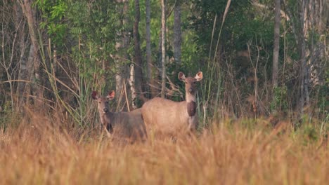 two females zoomed out at the edge of the forest, sores on their necks watching intensely for predators during a hot summer morning