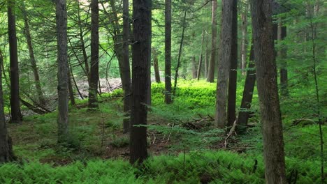 slow, smooth, low drone video footage moving through a, peaceful, magical fern forest with beautiful golden light