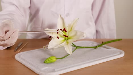 a scientist in a lab coat examines a lily flower using a glass rod on a table under bright lighting