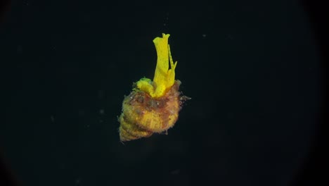 Close-up-shot-of-golden-wentletrap-sea-snail-at-night-hanging-suspended-in-open-water