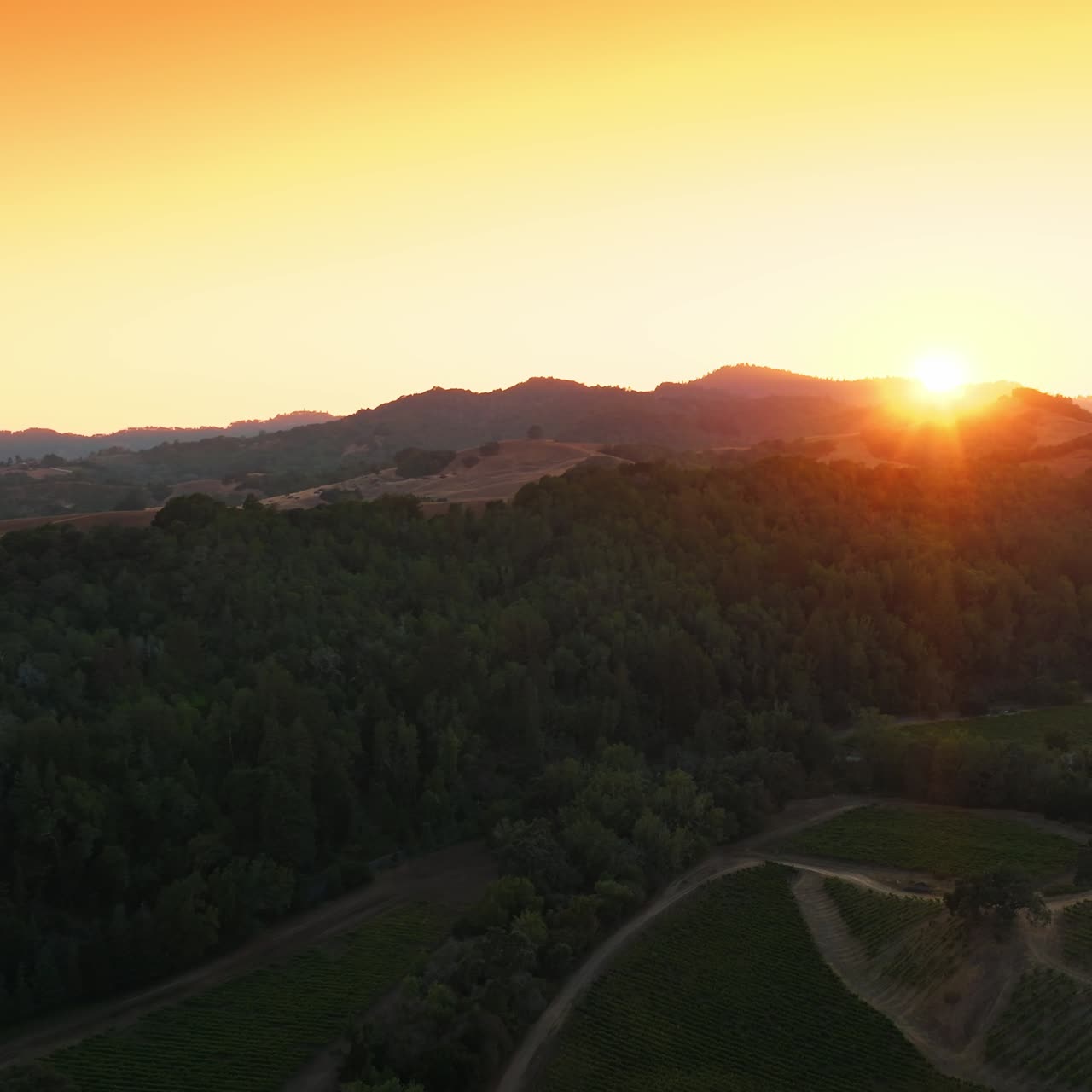 Flying over the vineyards surrounded by thick green forests. Sun setting behind the mountains at backdrop. Aerial view