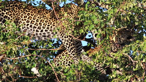 young male leopard with kill hidden within a small maroela tree, grooms his brother in between the lush green leaves, greater kruger national park