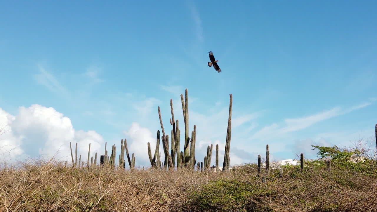un ave de rapiña se va volando de un cactus