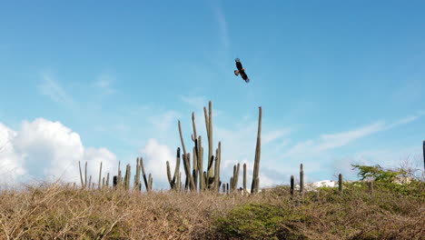 a bird of prey is flying away form a cactus