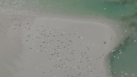 Toma-Aérea-De-Arriba-Hacia-Abajo-De-Pájaros-En-La-Arena-En-Un-Río-En-Costa-Mesa,-California