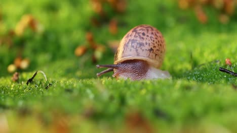Close-up of a snail slowly creeping in the sunset sunlight.