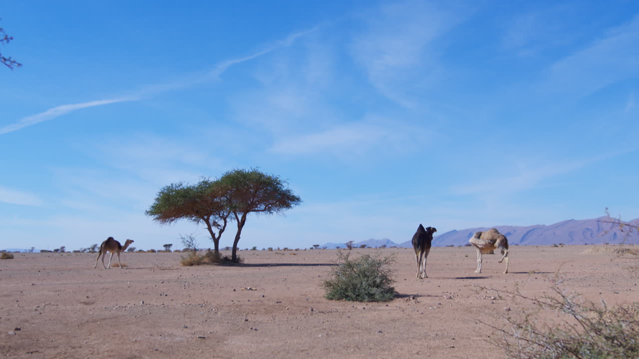 dromedarios en el sáhara occidental, mauritania y marruecos