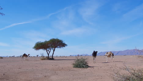 Dromedarios-En-El-Sáhara-Occidental,-Mauritania-Y-Marruecos