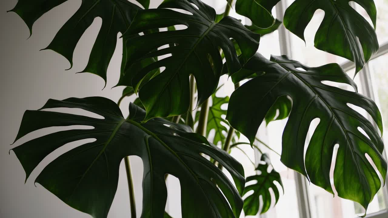 Primo piano video di lussureggianti foglie di Monstera su una finestra luminosa, che cattura il verde vibrante