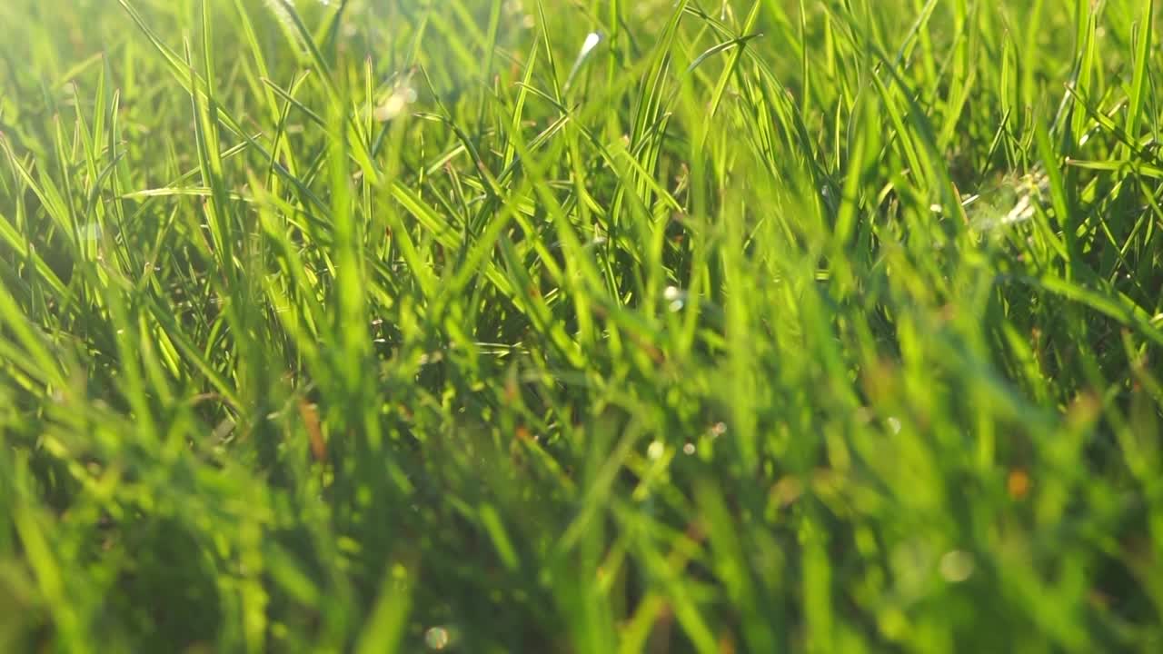 césped (bucle sin costuras)