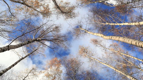 birch trees low angle