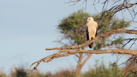 águila-Leonada-Posada-En-La-Rama-De-Un-árbol-Y-Mirando-A-Su-Alrededor