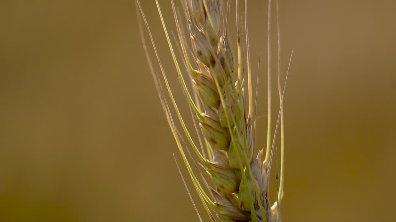 close-up de trigo ecológico, cultivo agrícola en la puesta del sol