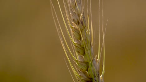 Closeup-Of-Organic-Wheat,-Agricultural-Farm-Crop-At-Sunset