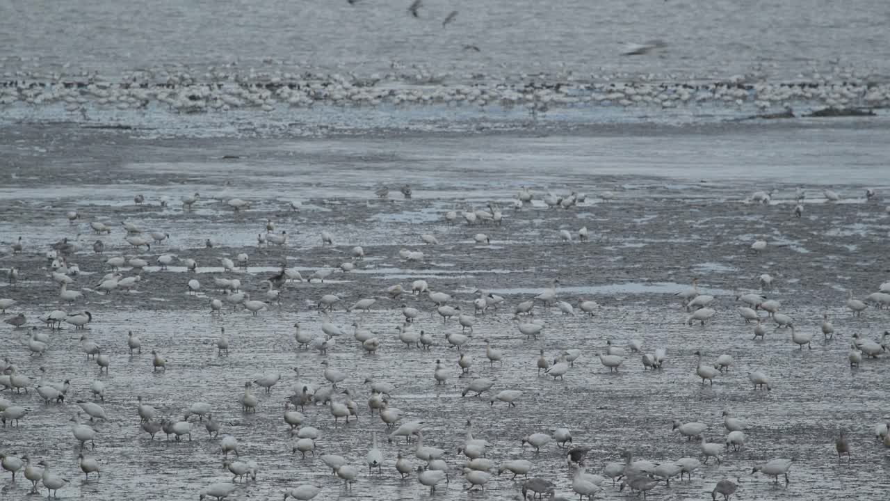 거대한 이동하는 눈 거위 무리가 진 습지에서 먹이를 찾고 있습니다.