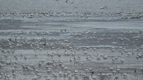 huge flock of migrating snow geese anser caerulescens foraging in muddy marsh