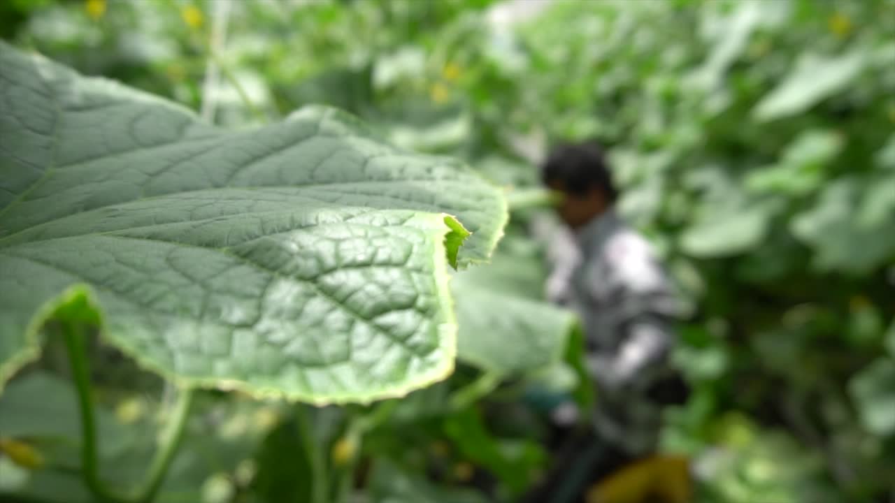 Close-up of a Cucumber Leaf with a Farmer in the Background