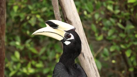 hornbill interacting with its environment.