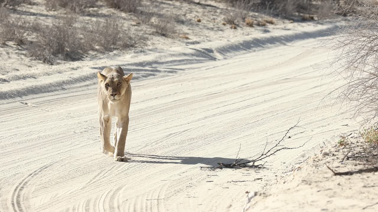 Wide shot of a lioness walking in a sandy road towards the camera, Kgalagadi Transfrontier Park