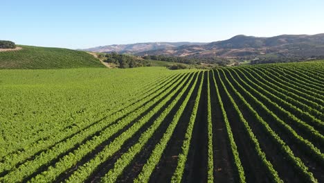 Hermosa-Antena-De-Viñedos-Montañosos-En-La-Región-Vitivinícola-De-La-Denominación-10-De-Californias-Santa-Rita