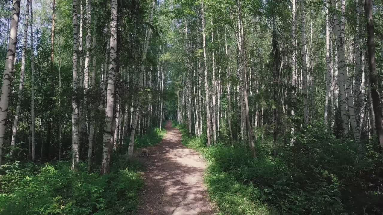 버드나무 가 있는 숲길