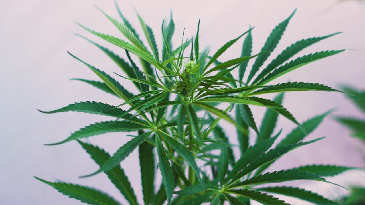 소규모 대마초 재배