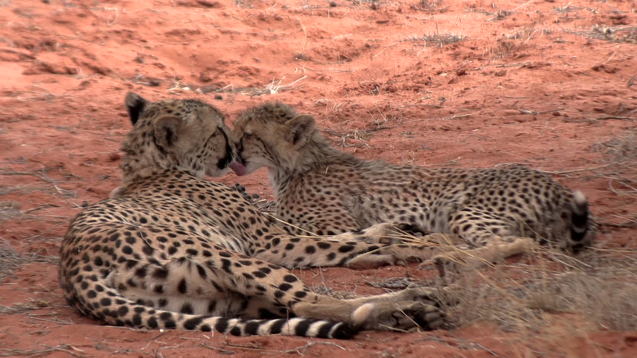 A mother cheetah shows affection when she grooms and licks her cub