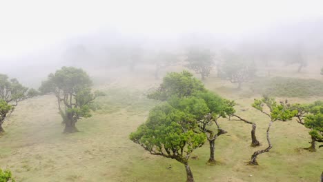 Luftaufnahme-Des-Waldes-Fanal-In-Madeira